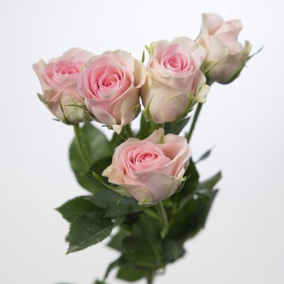 10x Rosa good mood 50cm