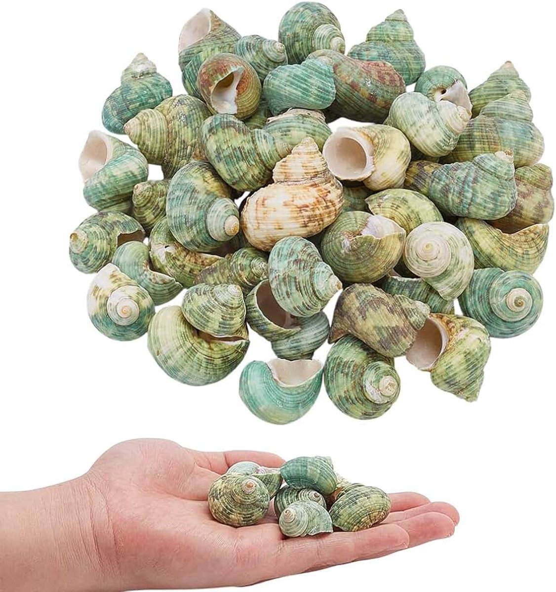 50 stuks kleine schelpschelpen, 2,2 cm - 3,3 cm, natuurlijke oceaan schelpen, groene spiraal schelpen, voor doe-het-zelf ambachten, bruiloftsdecoratie, strandfeest, zomervakantie, cadeau
