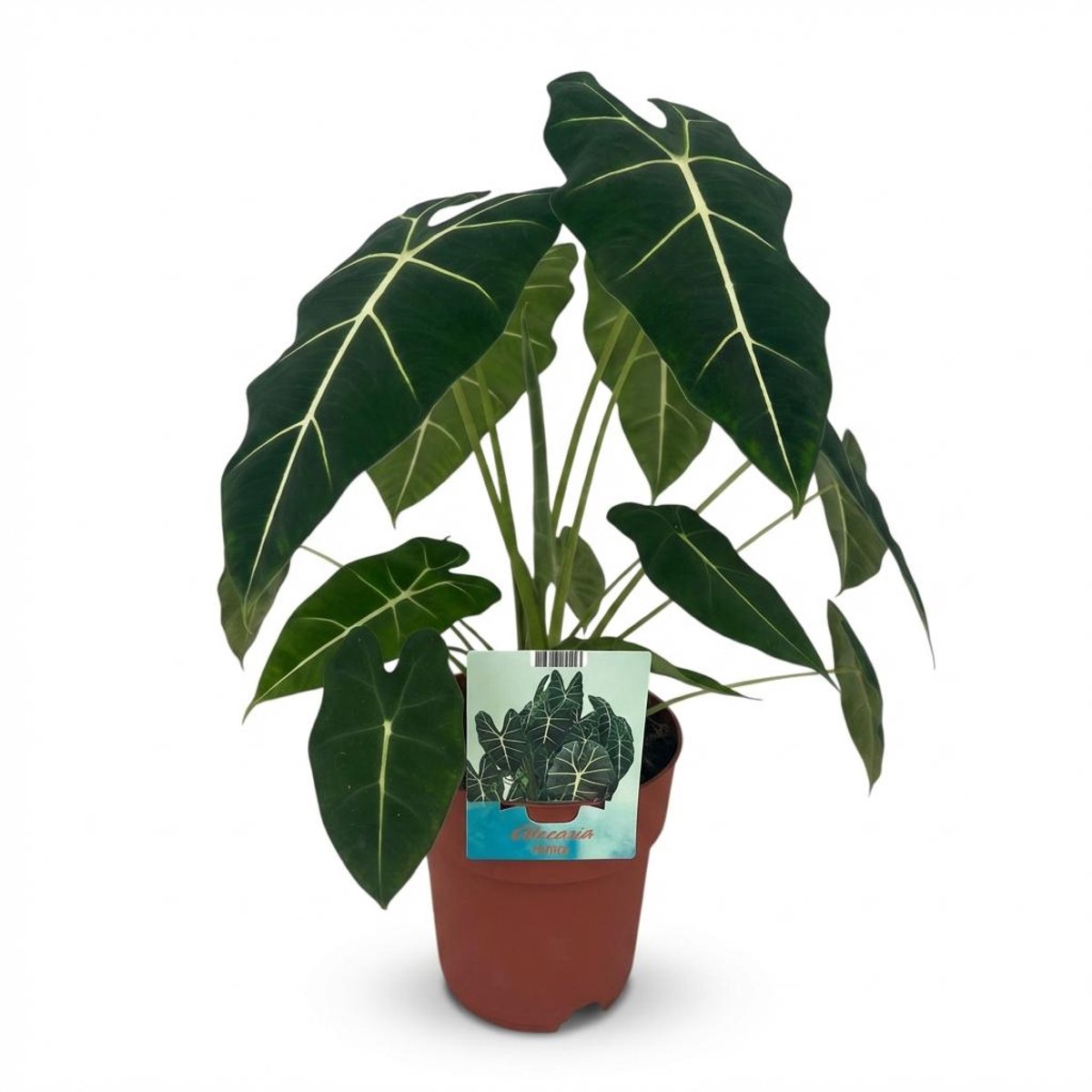Plantenboetiek.nl | Olifantsoor - Alocasia Frydek - Groen - Weinig onderhoud - Ø19cm - 50-60cm hoog - Kamerplant - Groenblijvend