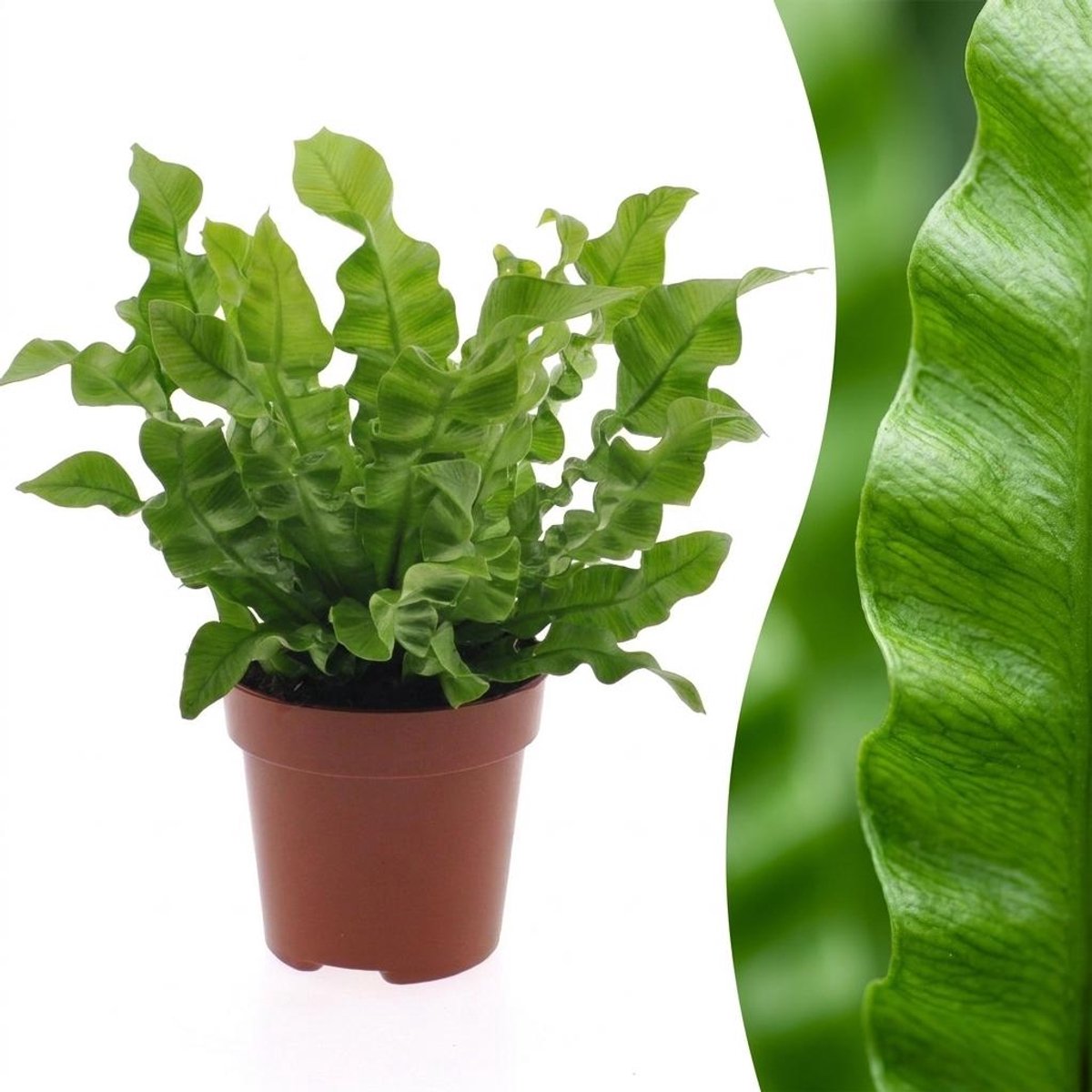 Plantenboetiek.nl | Asplenium Crispy Wave - Asplenium Crispy Wave - Ø12cm - 290-305cm hoog