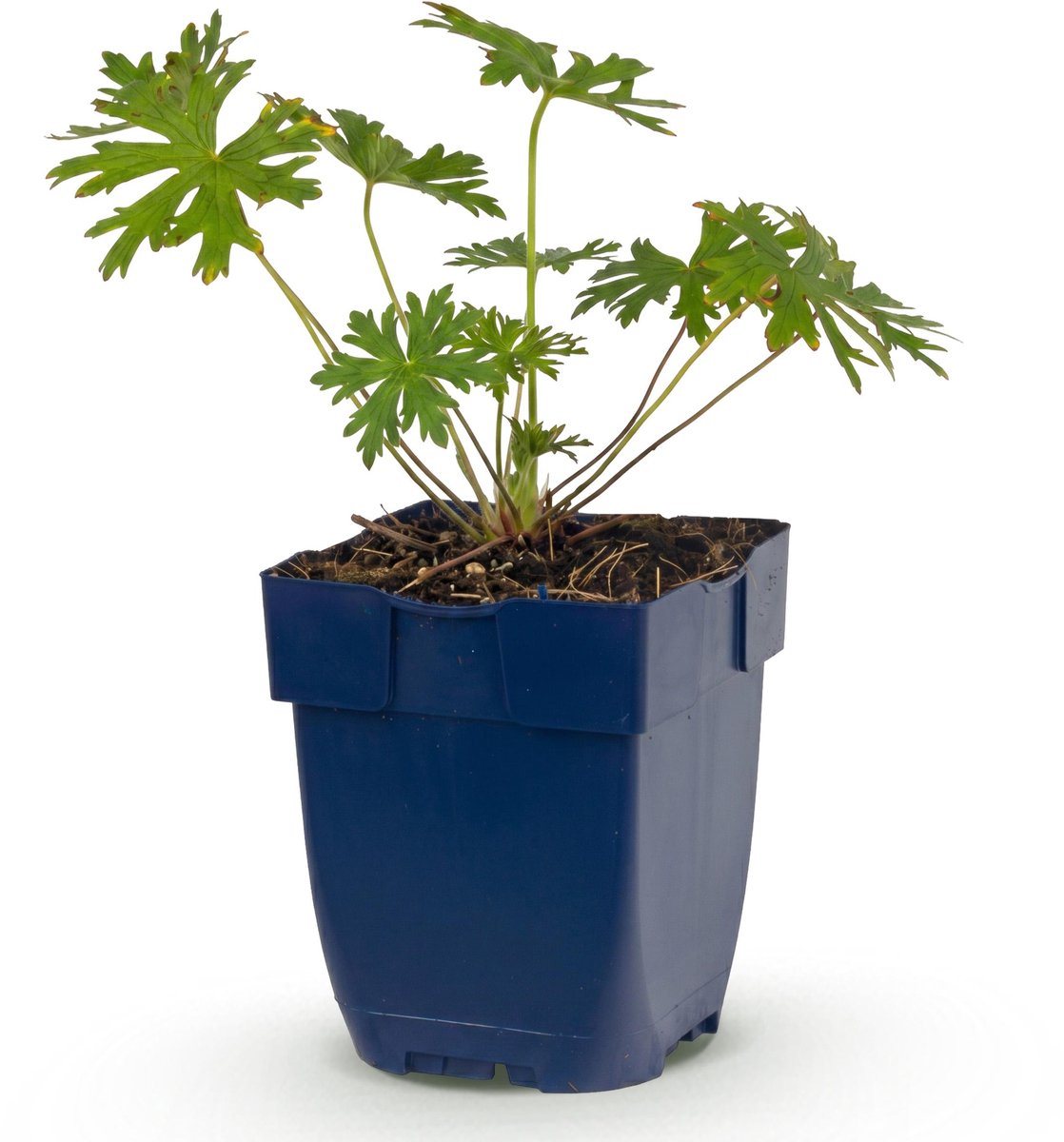 Plantenboetiek.nl | Geranium Johnson's Blue - Ooievaarsbek - Bodembedekkend - Blauw - Ø11cm - 15-25cm hoog - Tuinplant