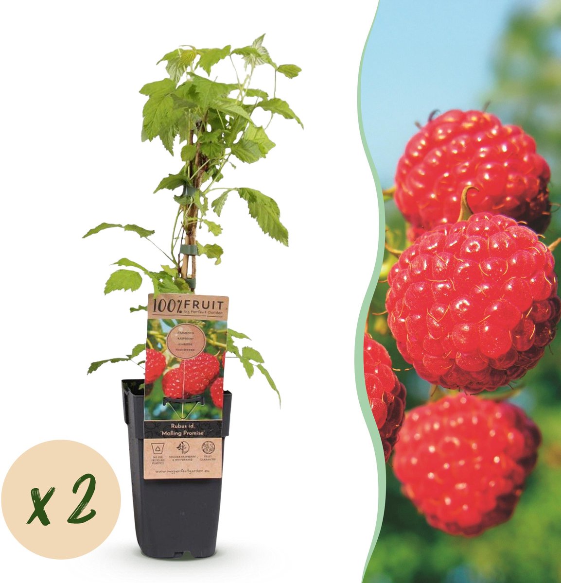 Plantenboetiek.nl | Rubus idaeus Malling Promise - Frambozenplant - Winterhard - Rode Framboos - 2 Planten - Ø15cm - 40-50cm hoog - Tuinplant