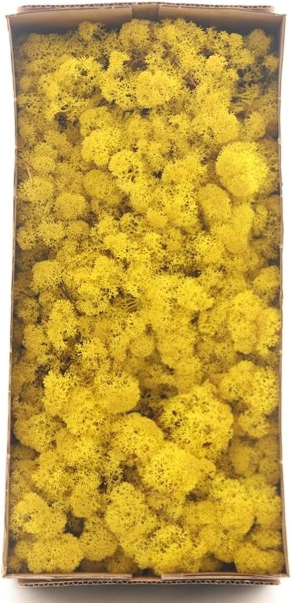 Flowerbox Box Icelandic moss lemon-yellow - 500 g - ShopVlot