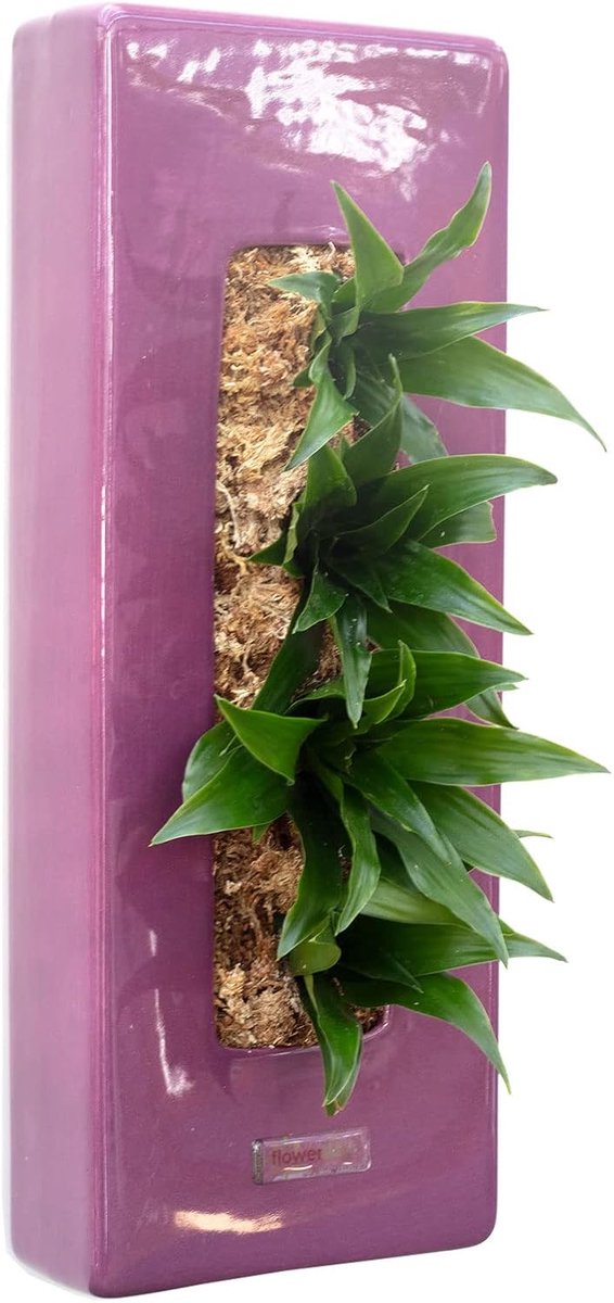 Flowerbox Box 40 - violet - 40x16 cm - ShopVlot