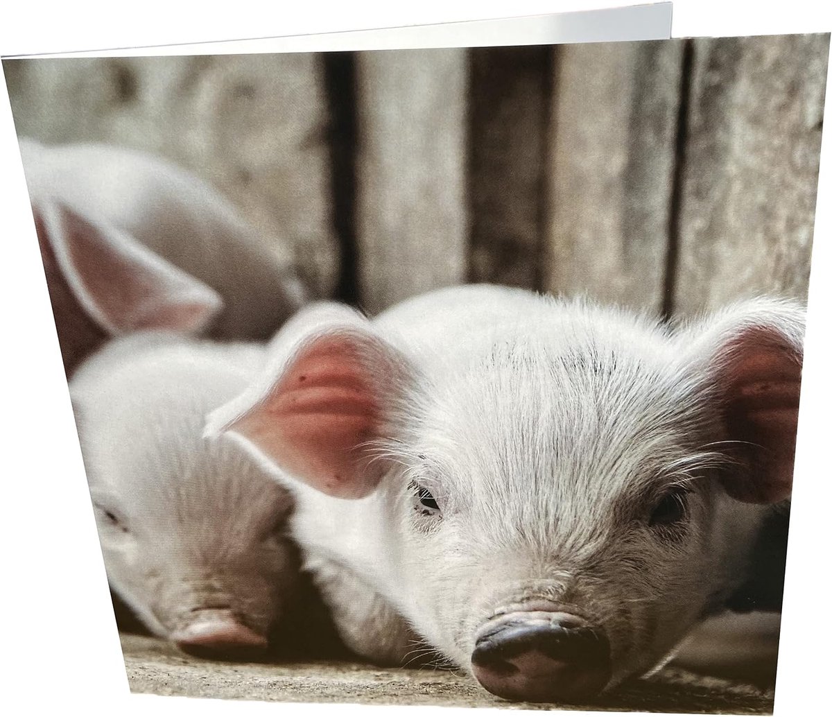 Piglets square blank birthday card - ShopVlot
