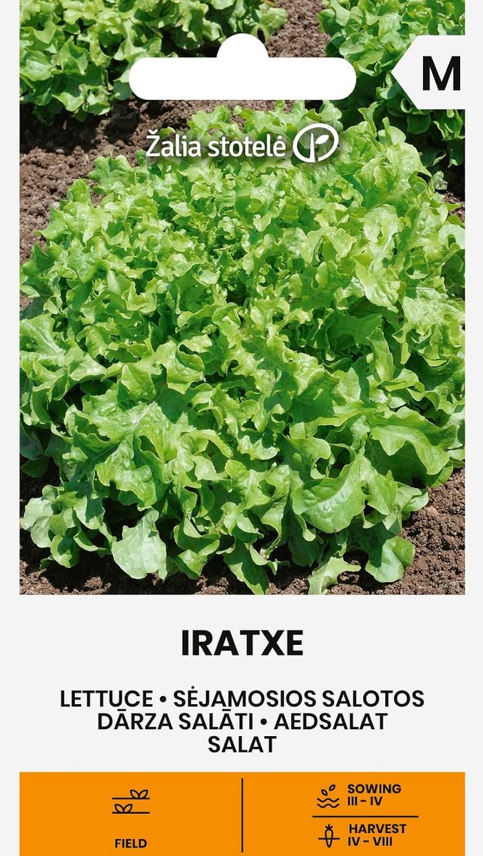 Zalia stotele - Lettuce - IRATXE Vegetable Seeds - Bataviasla - Mid-term variety - ShopVlot