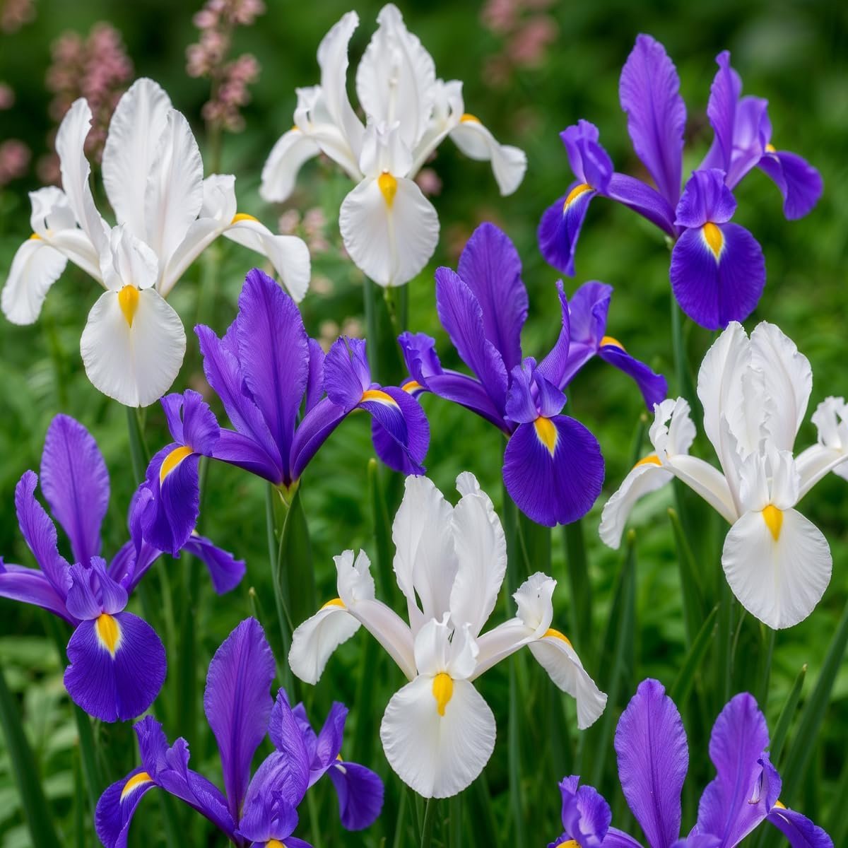 Dutch Iris Blue Paradise mix (50 onions), sword lilies, collection, 5 species/colors, perennial, hardy bulbs from the - ShopVlot