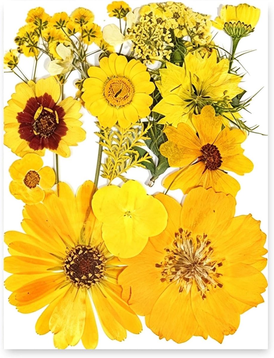 Gepresste droogbloemen set - natuurlijke echte bloemen - voor resin sieraden en DIY projecten - ShopVlot