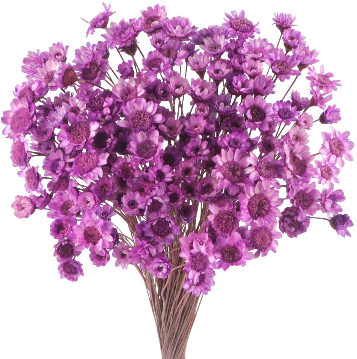 300 stuks gedroogde bloemen Braziliaanse iila kleine sterbloem bloemen mini gedroogde bloemen madeliefjes mini-kamille boeket voor bloemstuk bruiloft 300 stuks ster gedroogde bloem