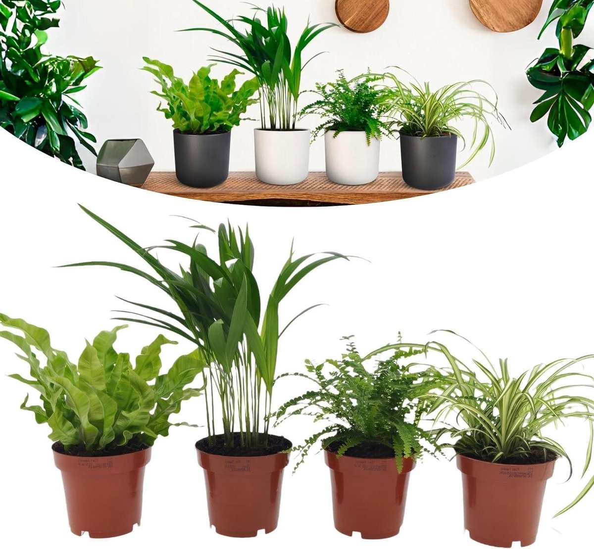 Luchtzuiverende Kamerplanten - Groene Planten Set - Binnenklimaat Verbeteren - Onderhoudsarme Variëteiten - 4 Stuks - Groen