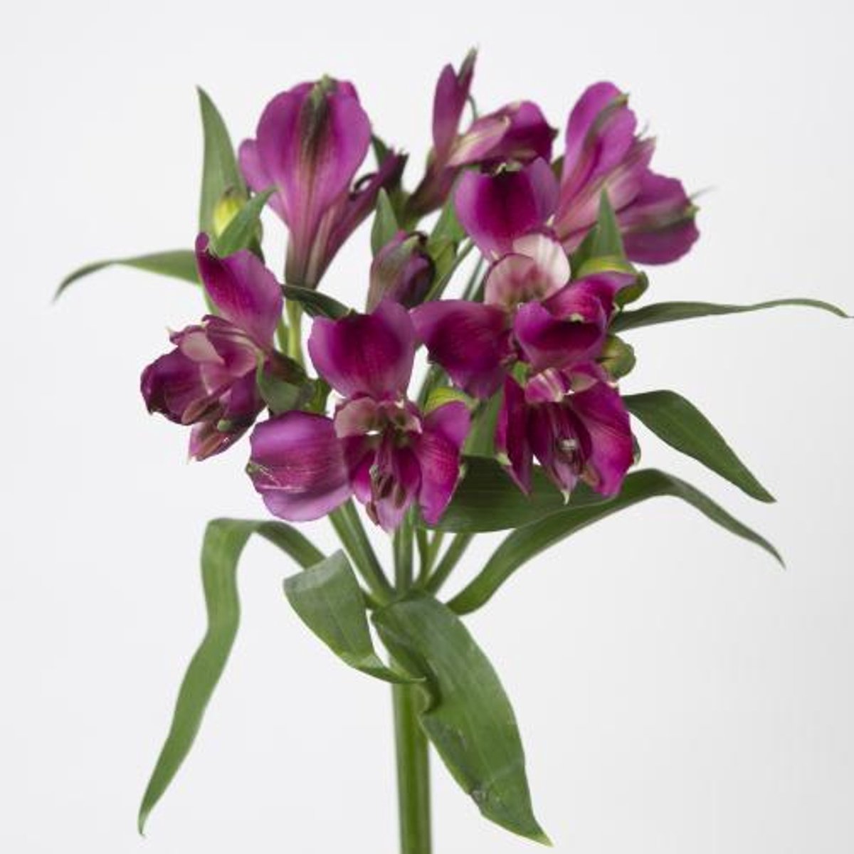 10x Alstroemeria kimora 70cm