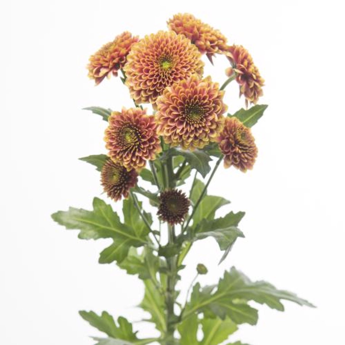 25x Chrysant san.doria orange 50cm
