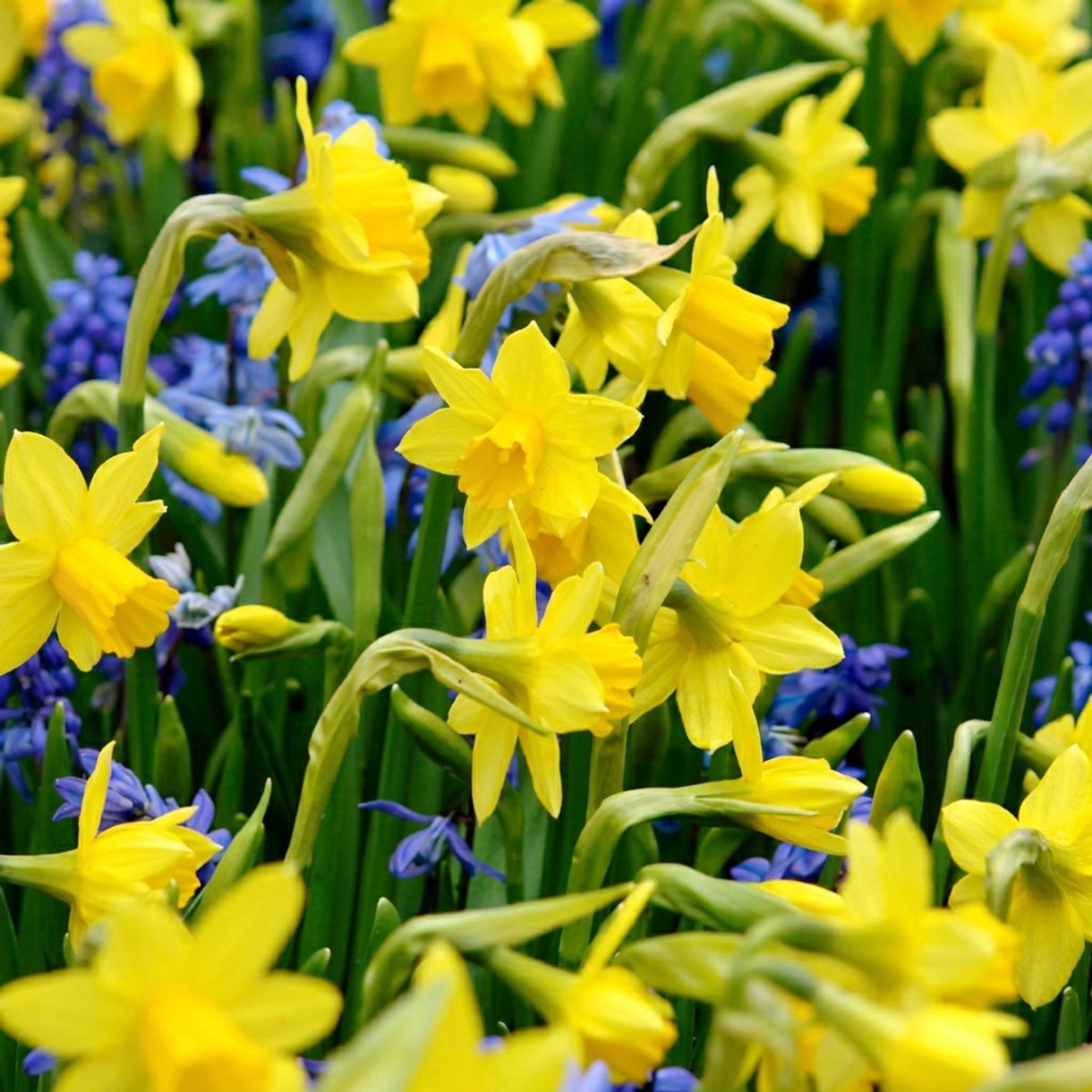 Green boutiQ - 200x Narcissus Tete- A -Tete - Dwergnarscis Tête-à-Tête - Geel - Voorjaarsbloeier - Bolmaat 10/12