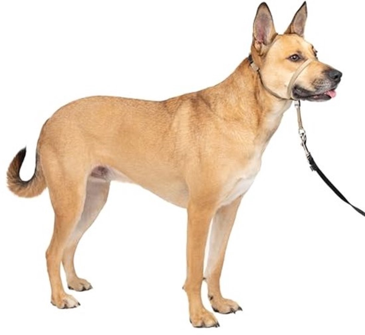 Zachte Gids Halsband voor Honden - Medium 25-60 Lb - Beige