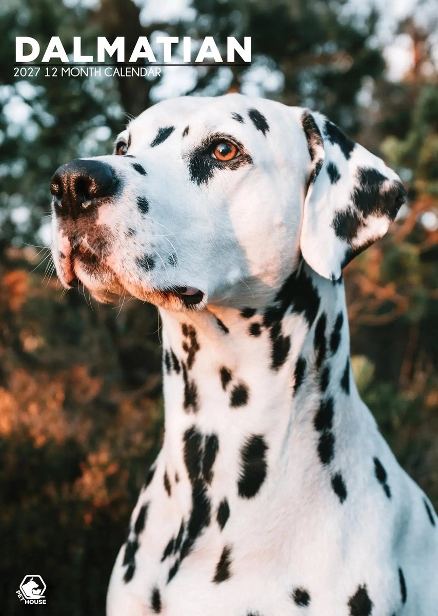Dalmatier A3 Kalender 2027