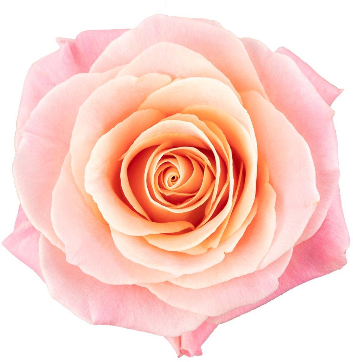 20x Rosa miss piggy+ 40cm