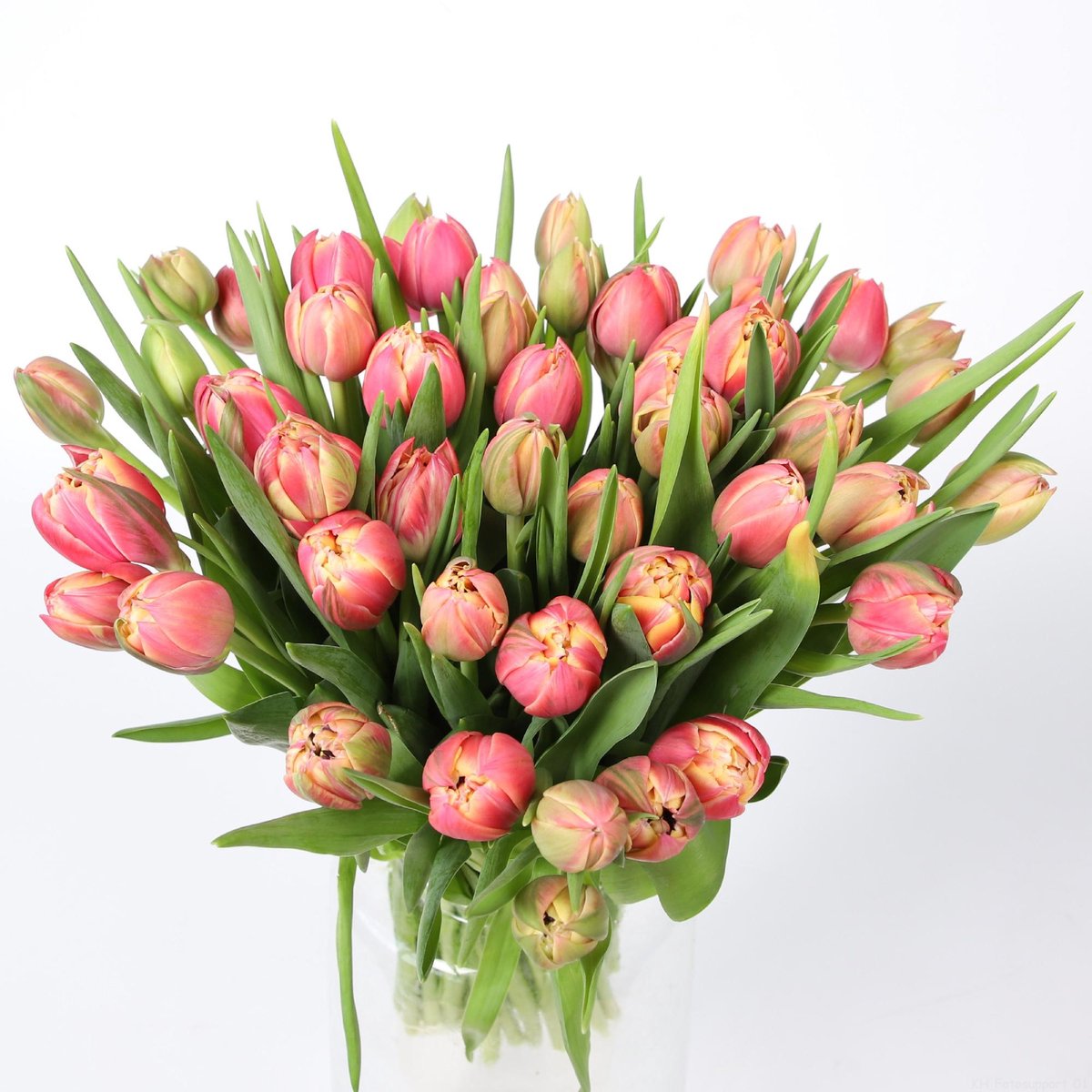 50x Tulipa columbus du 30cm