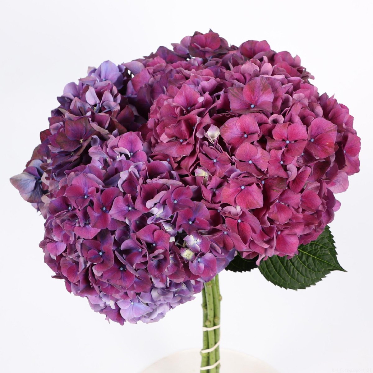 10x Hydr.mag.rubyred paars 80cm