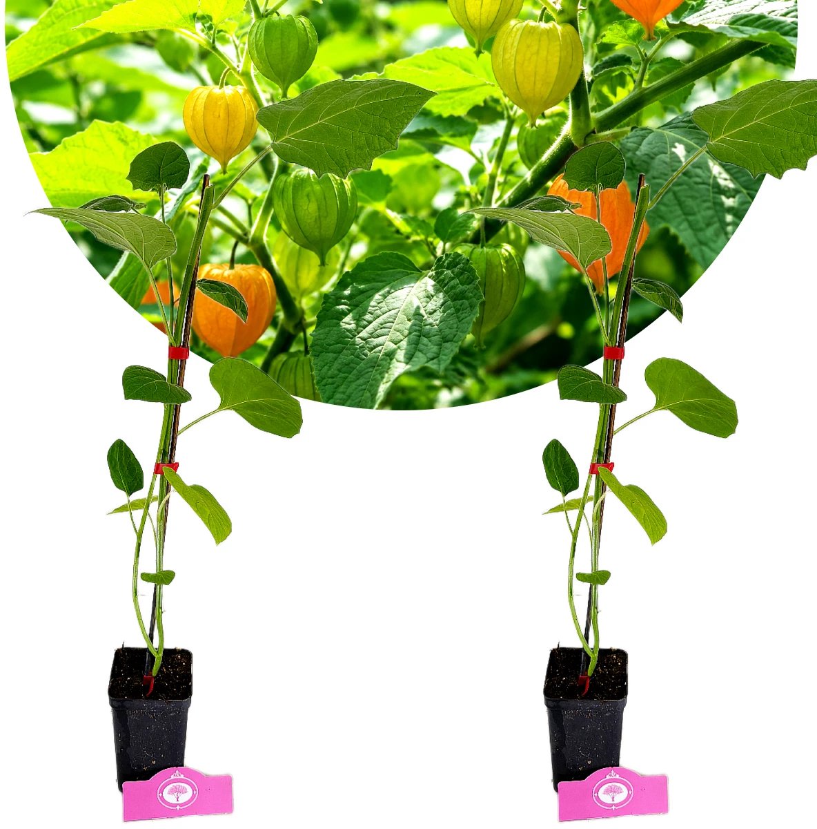 Set van 2 Goudbes - Physalis peruviana 'Colombia Select' - Hoogte 50-80cm - 9cm pot