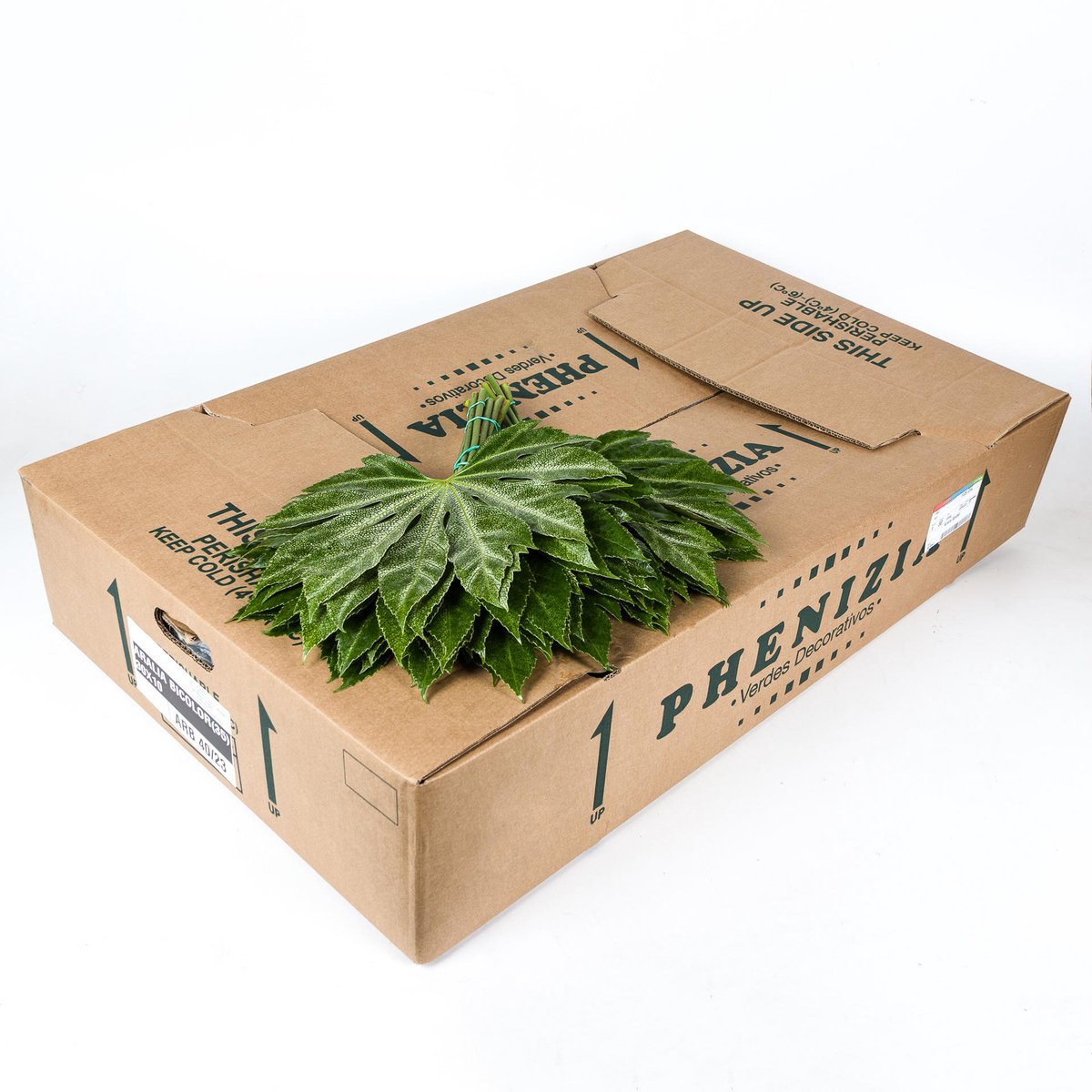 5x Sg aralia bicolor junior 30cm