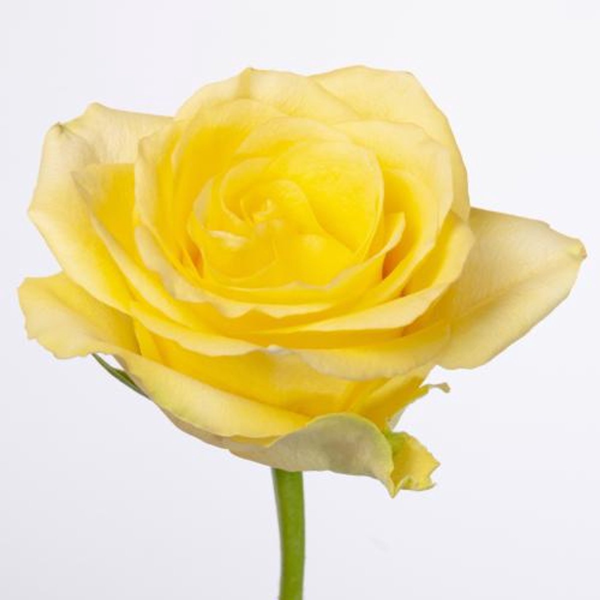 20x Rosa minion rose 40cm