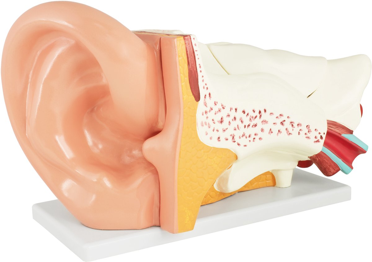 Anatomisch model van het menselijk oor - Buitenoor, middenoor en binnenoor - 6-delig educatief model van MedMod