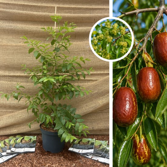 Chinese dadelboom in pot met gedetailleerde vruchten en bloemen.