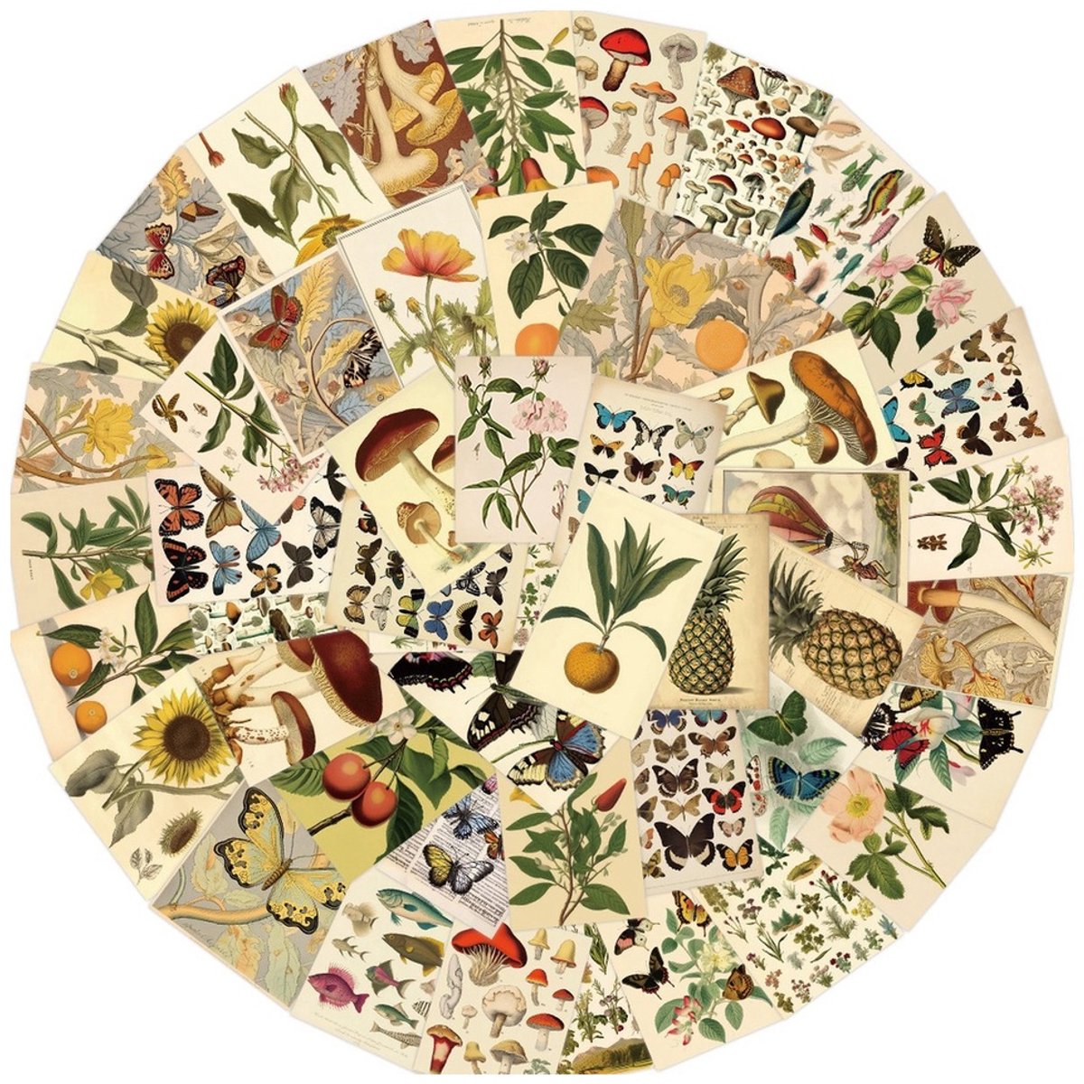 50 Vintage Flora & Fauna Stickers – Bloemen, Vlinders & Paddenstoelen – 4,5 x 5 cm