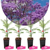 Vier jonge Jacaranda mimosifolia boompjes in pot met label, tegen een achtergrond van een bloeiende Jacaranda boom.