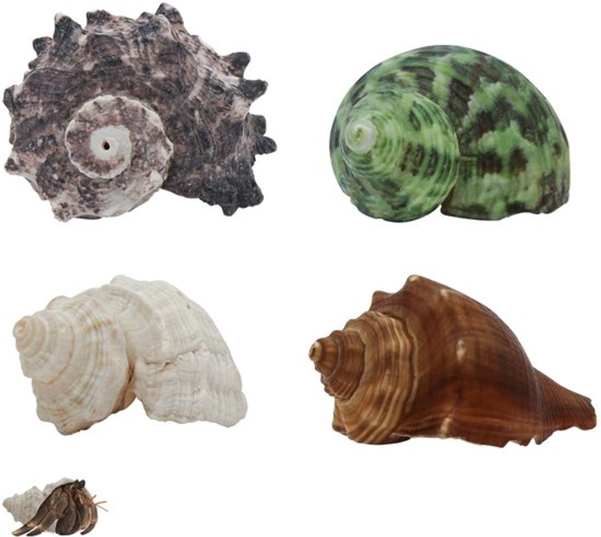 Dailygoody - Natuurlijke Krabschelpen - Decoratieve Schelpen - Middelgroot tot