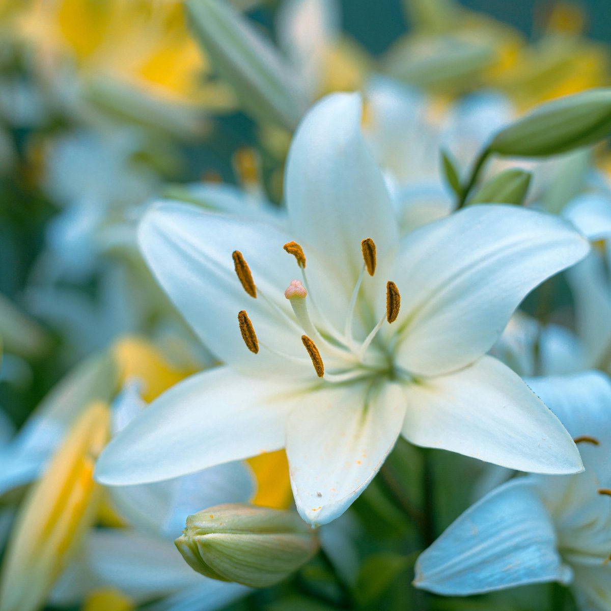 Aziatische lelie (Lilium Asiaticum) - Wit - Vaste planten - Snijbloemen - Zomerbollen - bloeit in Juni / Juli