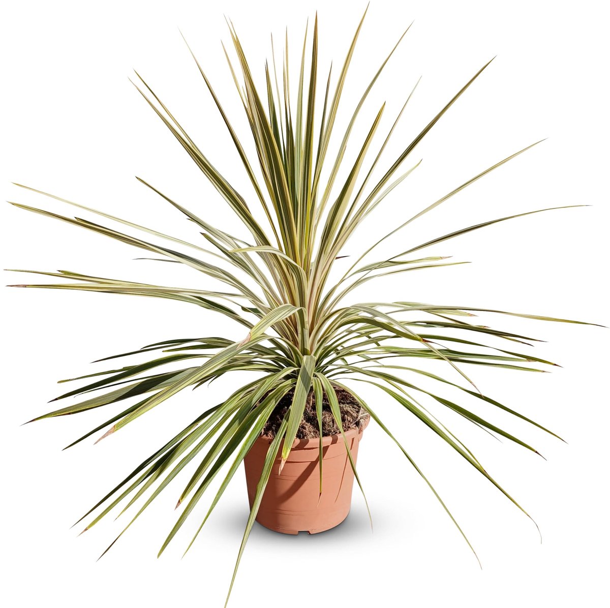 Dailygoods - Cordyline Australis 'Dazzler' - Winterharde Tuinplant 100 cm