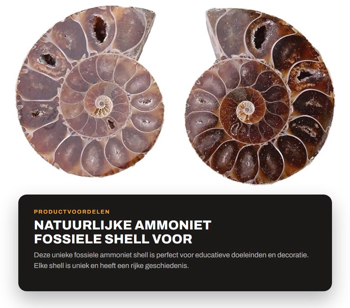 Dailygoods- Ammoniet Fossiel - Natuurlijke Schelp - Onderwijsbenodigdheden - Decoratie - Uniek Exemplar - Doorsnede 4 cm - Hoge Kwaliteit