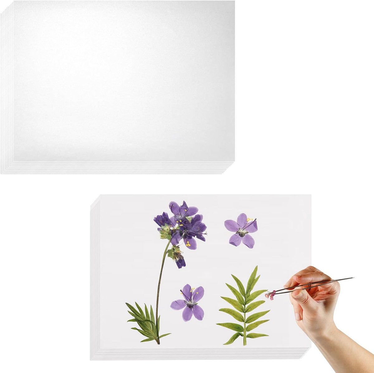 Bloemenpers, sterk absorberend en herbruikbaar wispapier, 12 stuks bloemendrukpapier (30 x 20 cm), 24 stuks voerpapier, wispapier