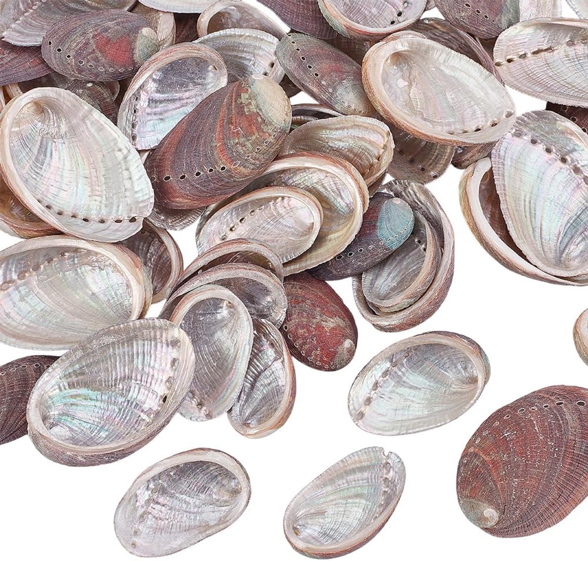 60 stuks natuurlijke abalone-schelpen, 2 maten, natuurlijke schelpen | 2-4 cm, 4-6 cm; klein; met de hand geselecteerde abalone schelpen; natuurlijke gepolijste abalone schelpen; huisdecoratie