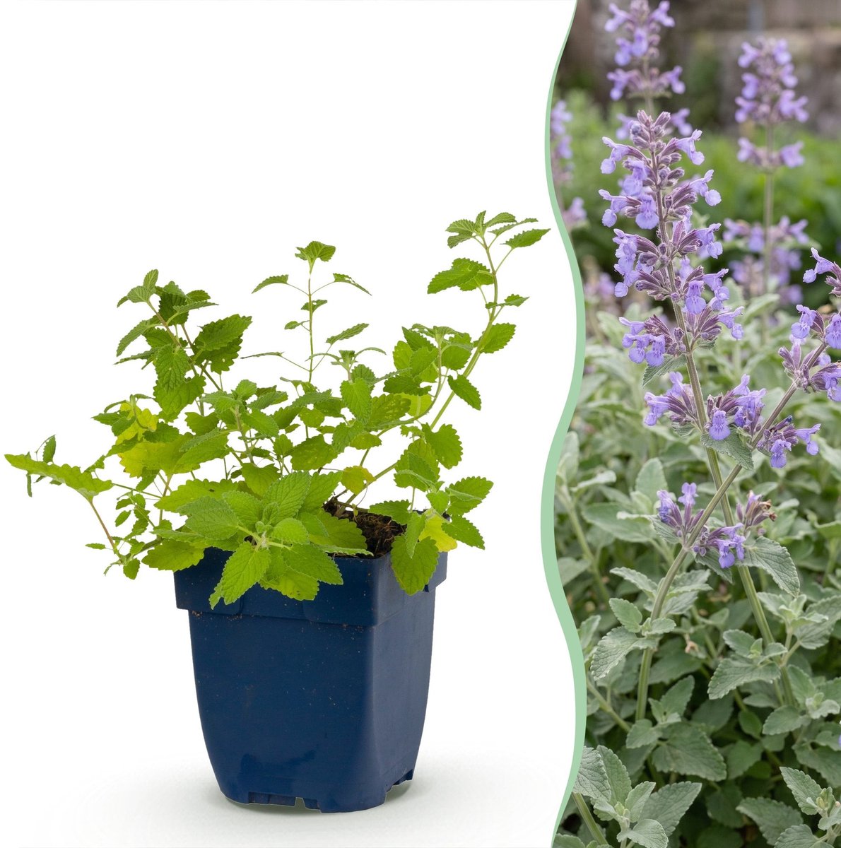 Green boutiQ - Vasteplant - Nepeta faassenii - Kattenkruid - Bijen- en vlinderlokkers - Paars - 6 Planten - Pot 11cm - Hoogte 15-25cm