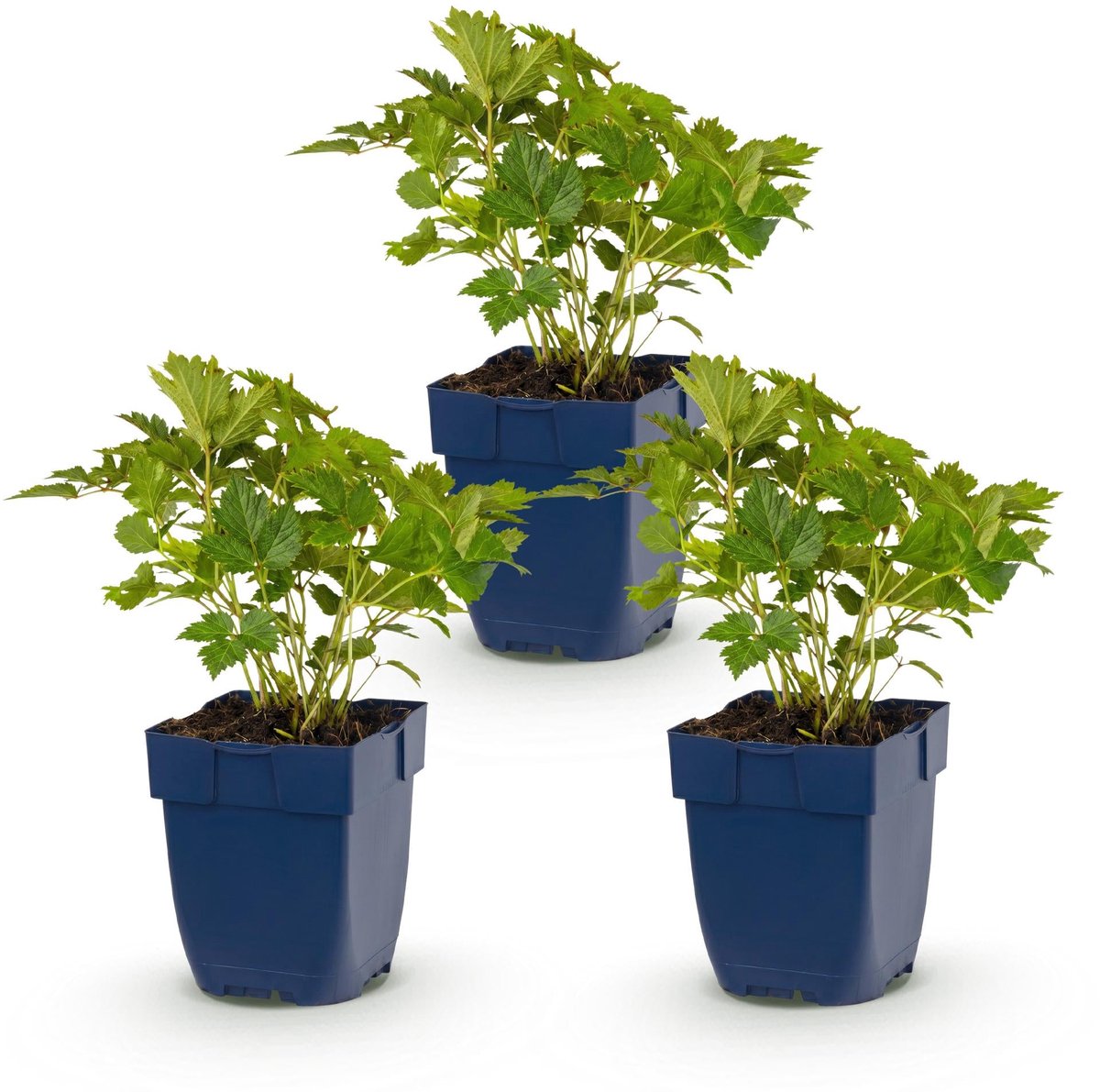 Green boutiQ - Vasteplant - Astilbe chin. Pumila - Pluimspirea - Schaduw - Paars - 3 Planten - Pot 11cm - Hoogte 15-25cm