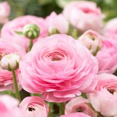 Aziatische ranonkel (Ranunculus Asiaticus) - Ranonkel Roze - Ranunculus dubbel - Bijen-Vlinders - Snijbloemen - (Ook)-Voor in huis - Zomerbollen