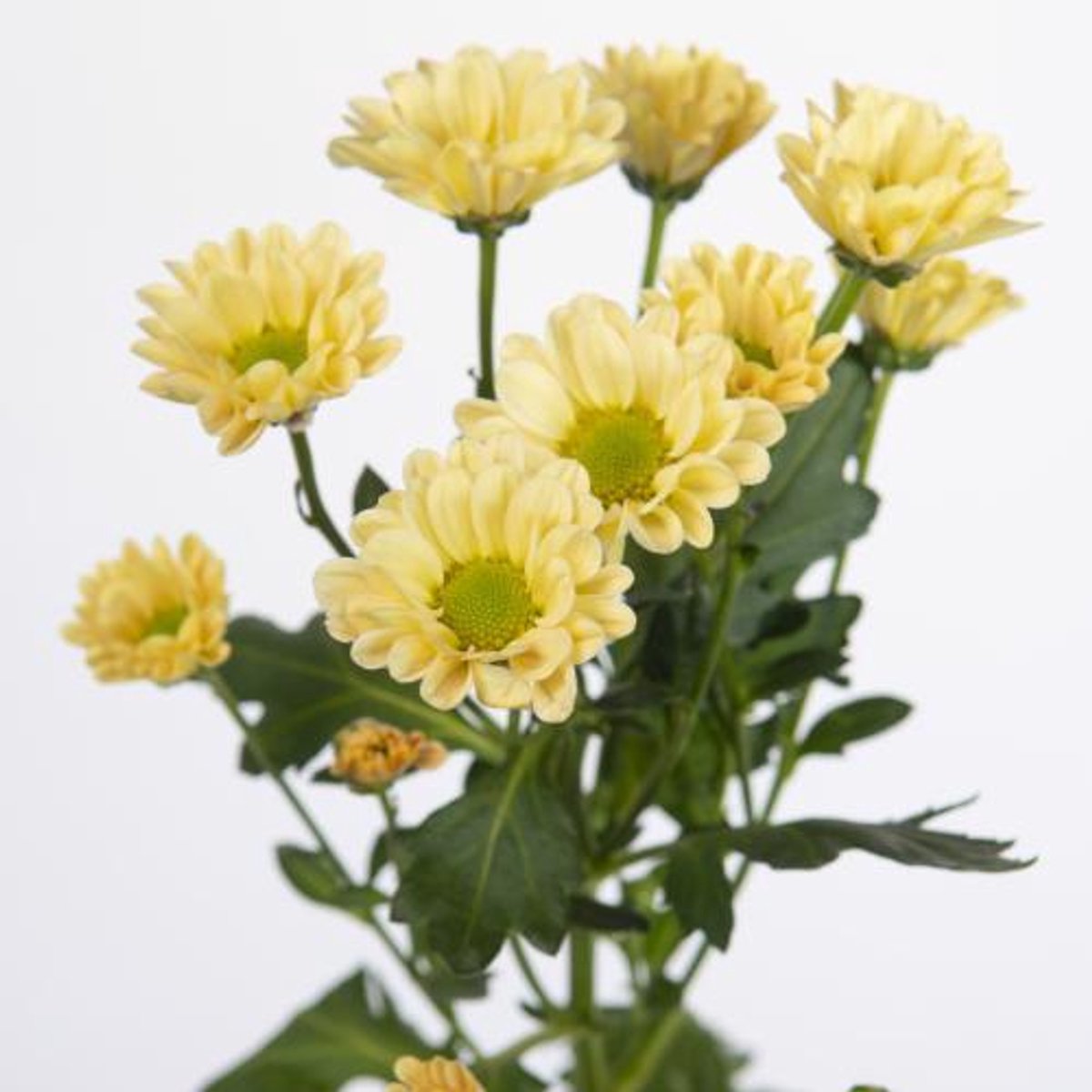 25x Chrysant san.rossi salmon 50cm