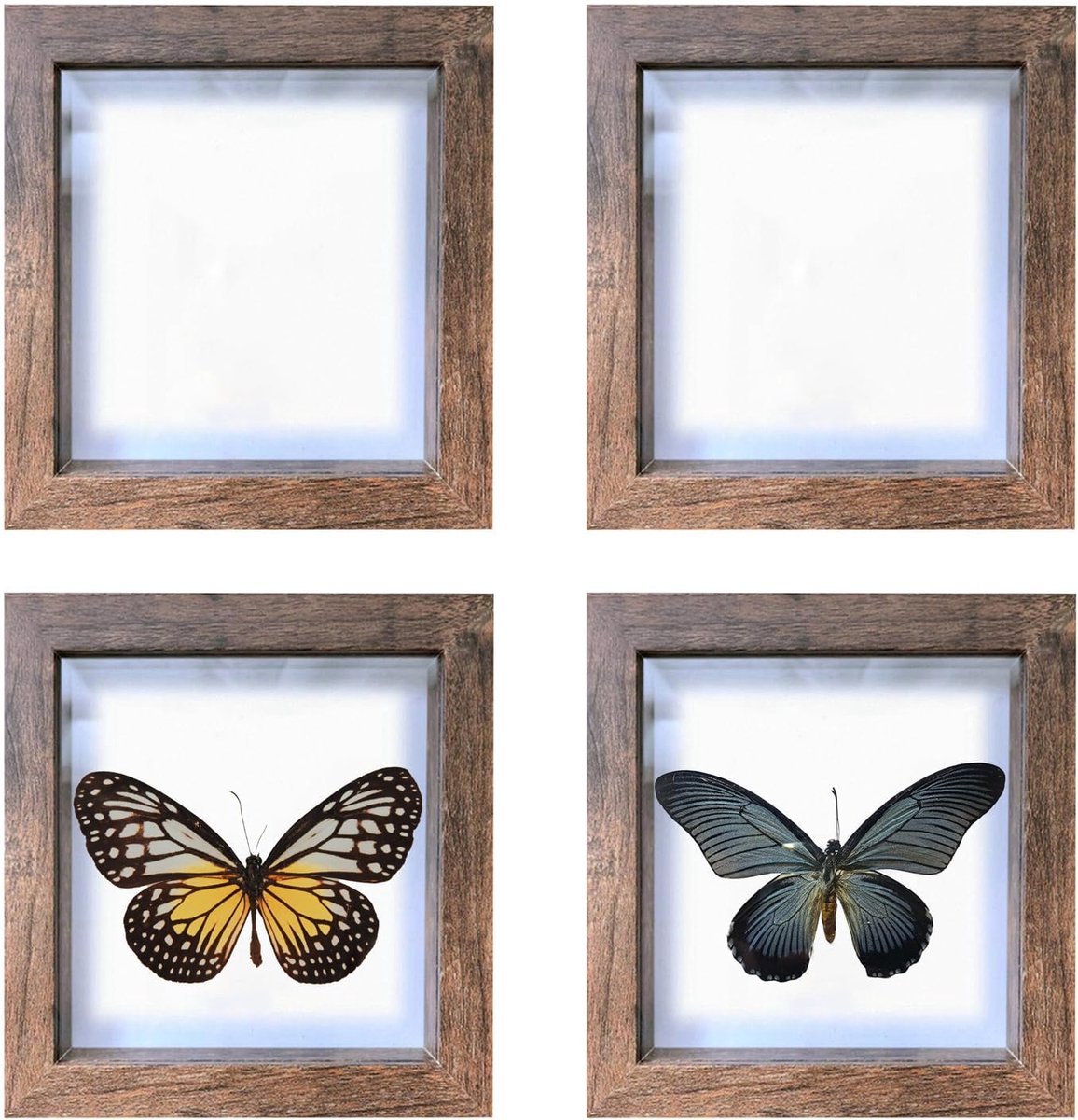 4 stuks, hout, verzamelbox met transparante bovenkant, opbergdoos voor insectenmonsters, 13,1 x 13,1 cm