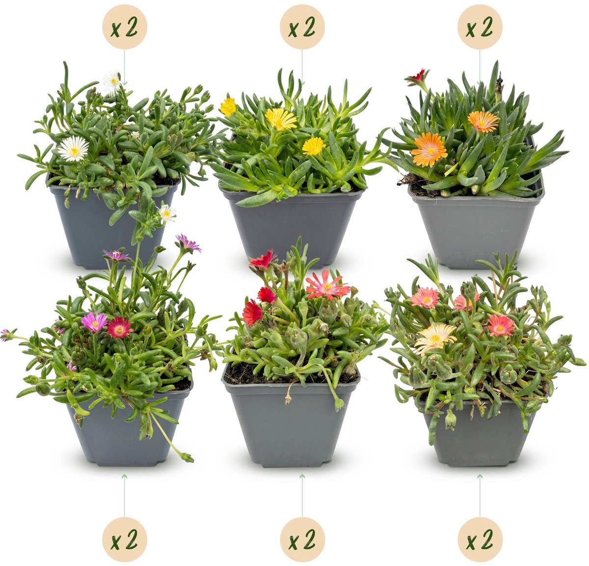 Green boutiQ - 12x Delosperma mix - IJsplantmix - Geel, Paars, Rood, Roze - Vaste plant - Ø7cm - 10-12cm