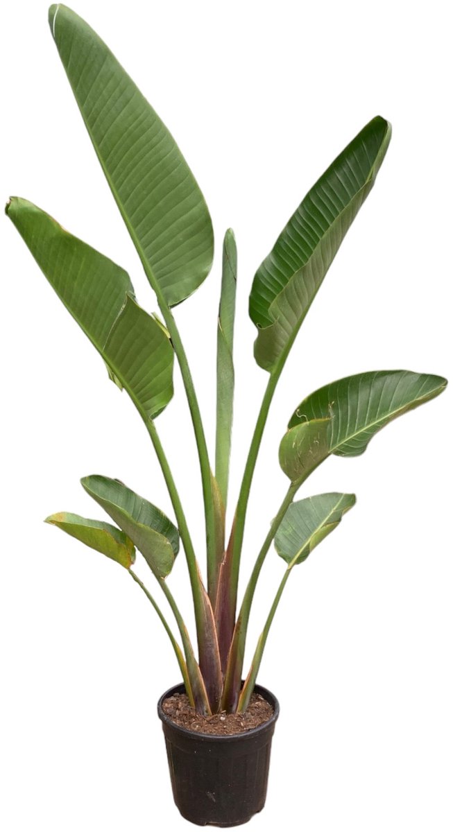 Bol.com Trendyplants - Strelitzia Augusta - Paradijsvogelbloem - Kamerplant - Hoogte 170-190 cm - Potmaat Ø30cm aanbieding