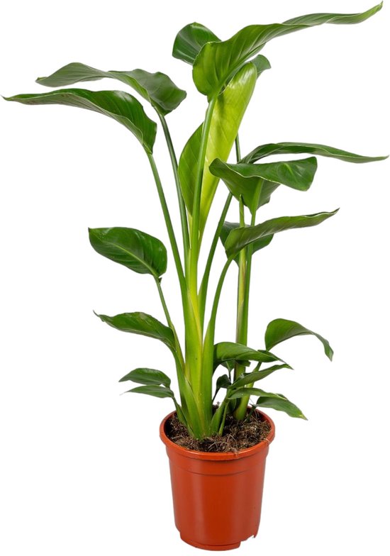 Trendyplants - Strelitzia Nicolai - Paradijsvogelbloem - Kamerplant - Hoogte 80-100 cm - Potmaat Ø17cm