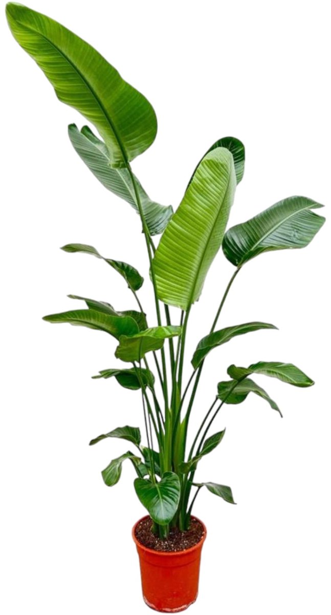 Bol.com Trendyplants - Strelitzia Nicolai - Paradijsvogelbloem - Kamerplant - Hoogte 190-210 cm - Potmaat Ø27cm aanbieding