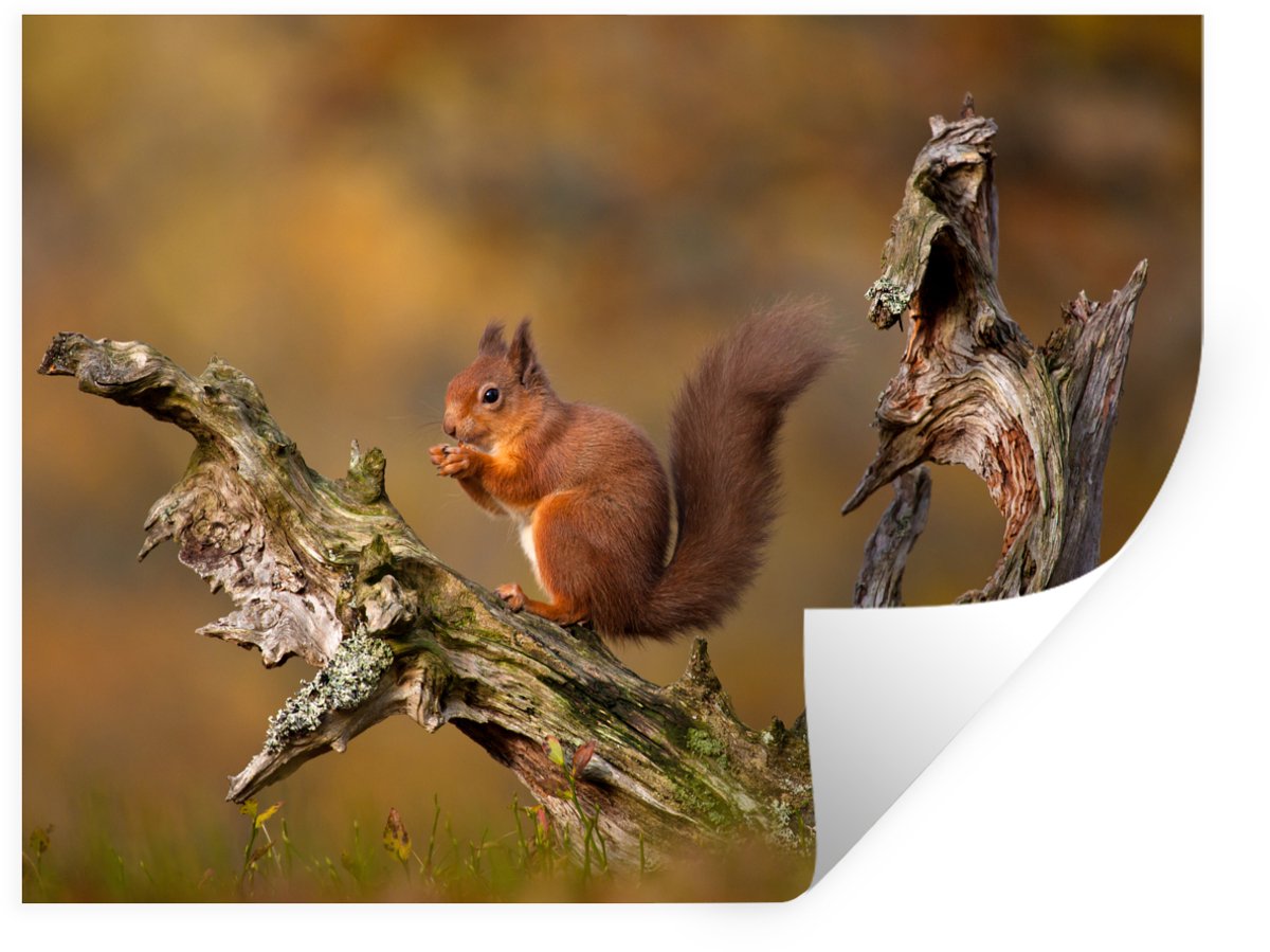 Muurstickers - Sticker Folie - Rode eekhoorn in de herfst - 160x120 cm - Plakfolie - Muurs