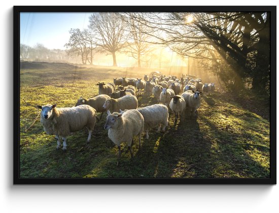 Poster in lijst - Fotolijst 90x60 cm - Posters - Schaap - Zon - Weiland - Posterlijst zwart - Decoratie - Wanddecoratie woonkamer - Muurdecoratie slaapkamer