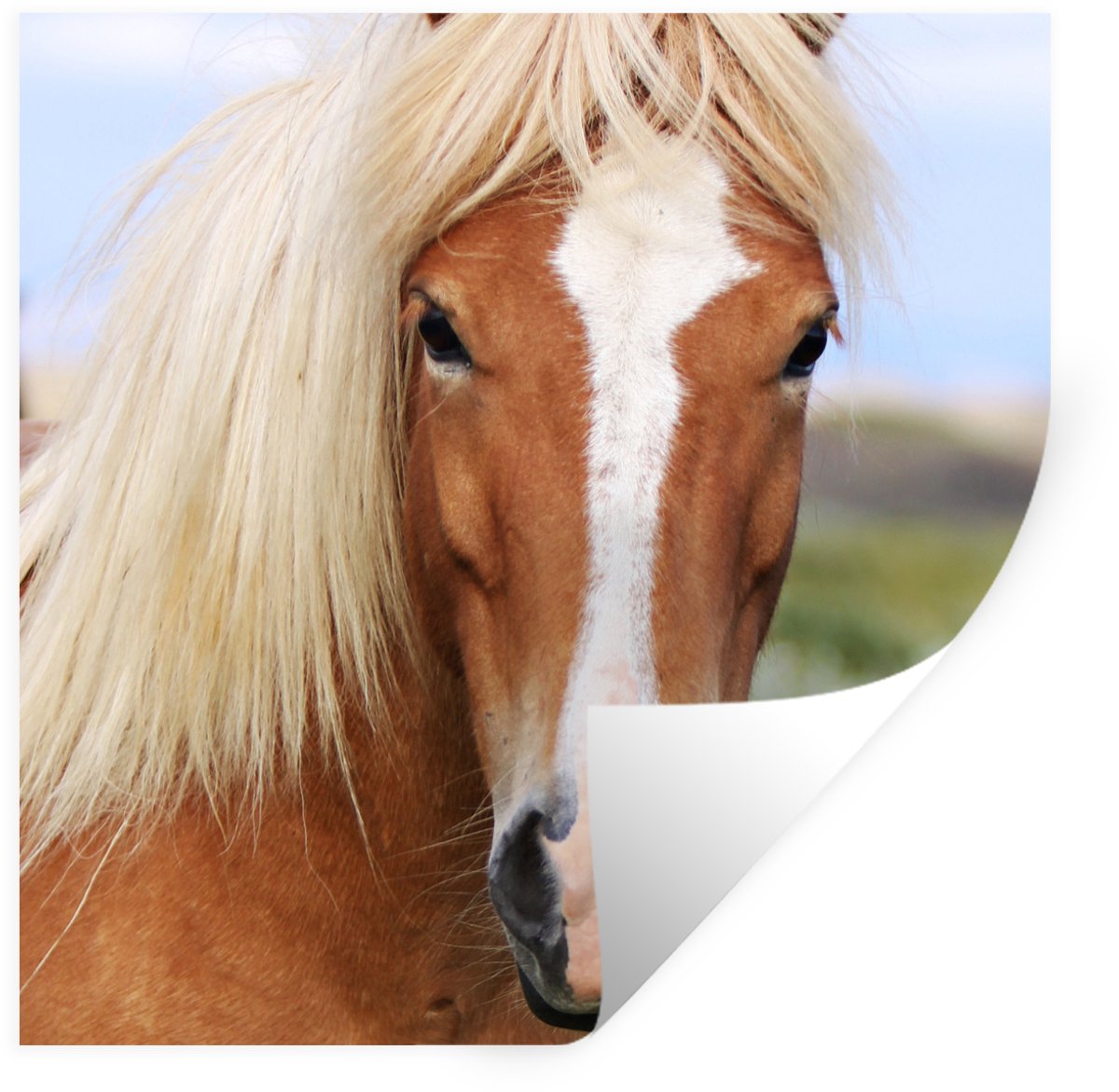 Muurstickers - Sticker Folie - Portret van een IJslands paard - 50x50 cm - Plakfolie - Muu