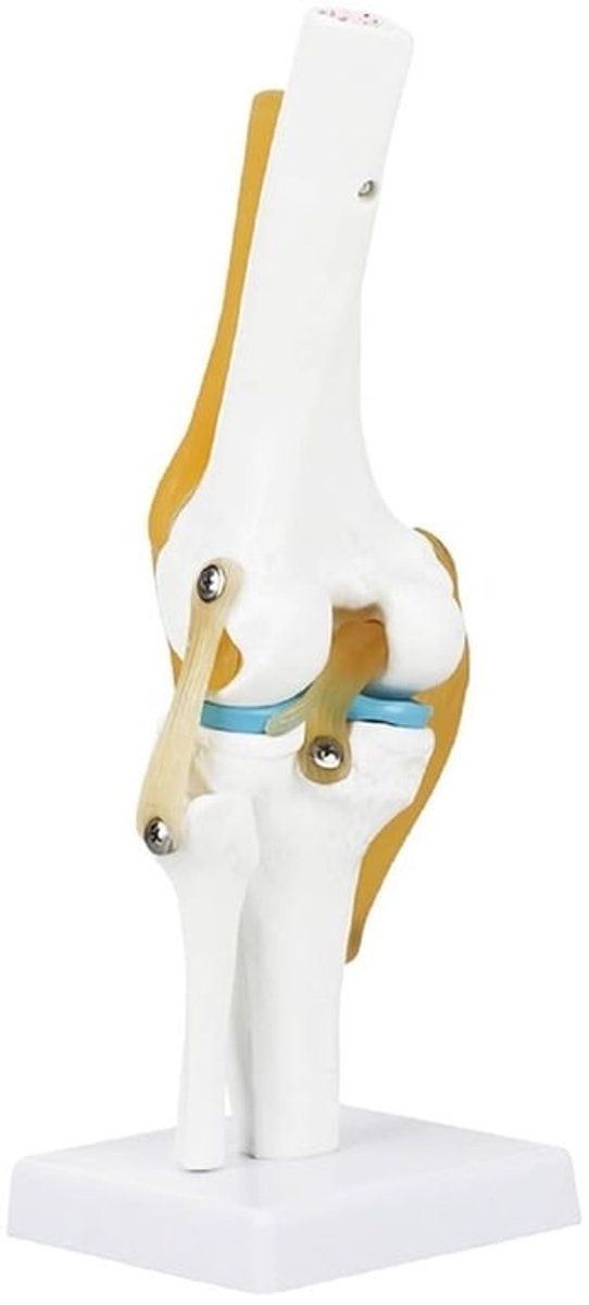 Levensgroot Menselijk Kniegewricht Model voor Anatomie Studie en Ligamenten Onderzoek - Ideaal voor Educatieve Doeleinden