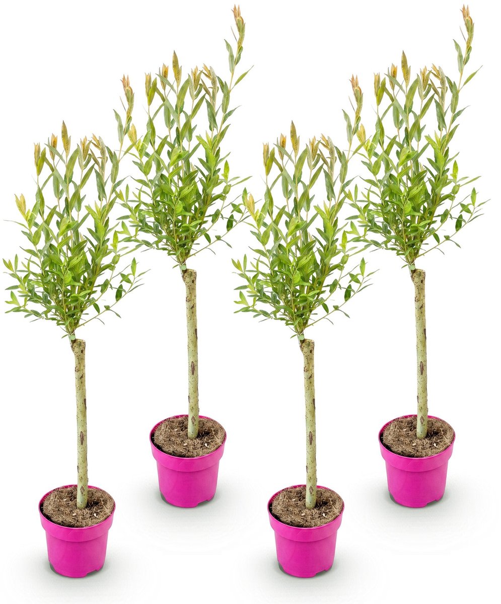 Green boutiQ - 4x Salix Flamingo - Flamingo wilg - Bont Roze - Boom - Ø17cm - 70-80cm