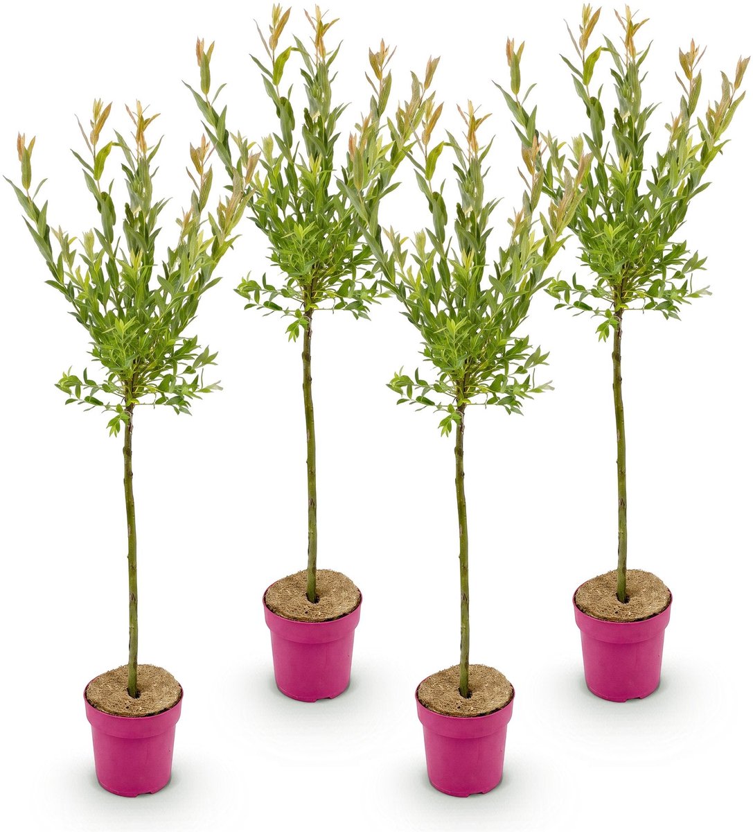 Green boutiQ - 4x Salix Flamingo - Flamingo wilg - Bont Roze - Boom - Ø19cm - 90-100cm
